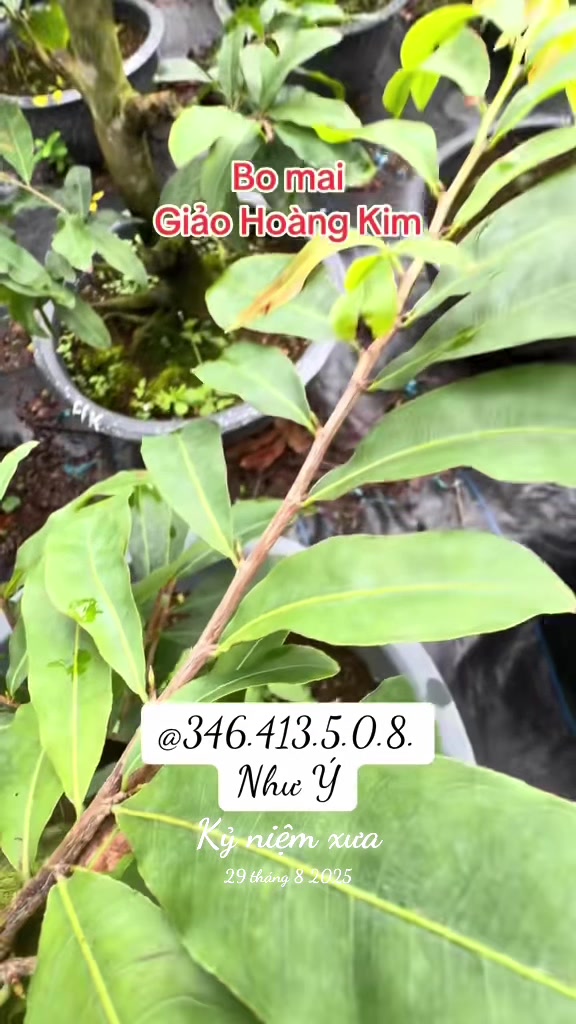 @Như &Yacute;