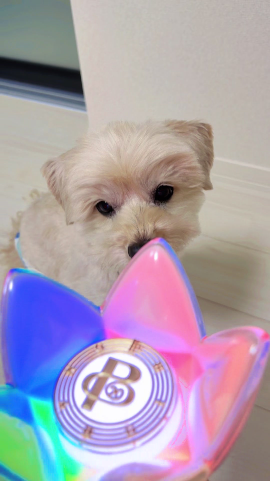 @マルプーの小太郎(코타로 )🇯🇵🐶
