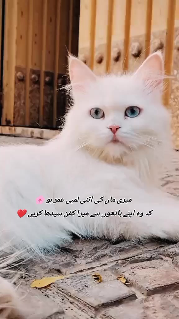 @ع❤️&zwj;🩹