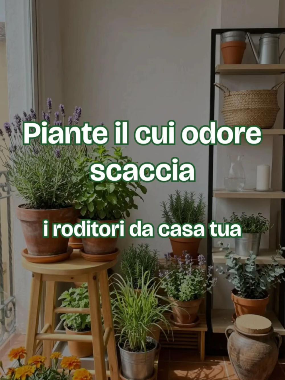 @Anna.dsantis