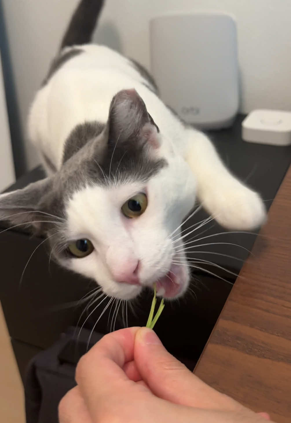 @Mimi Wawa Meow