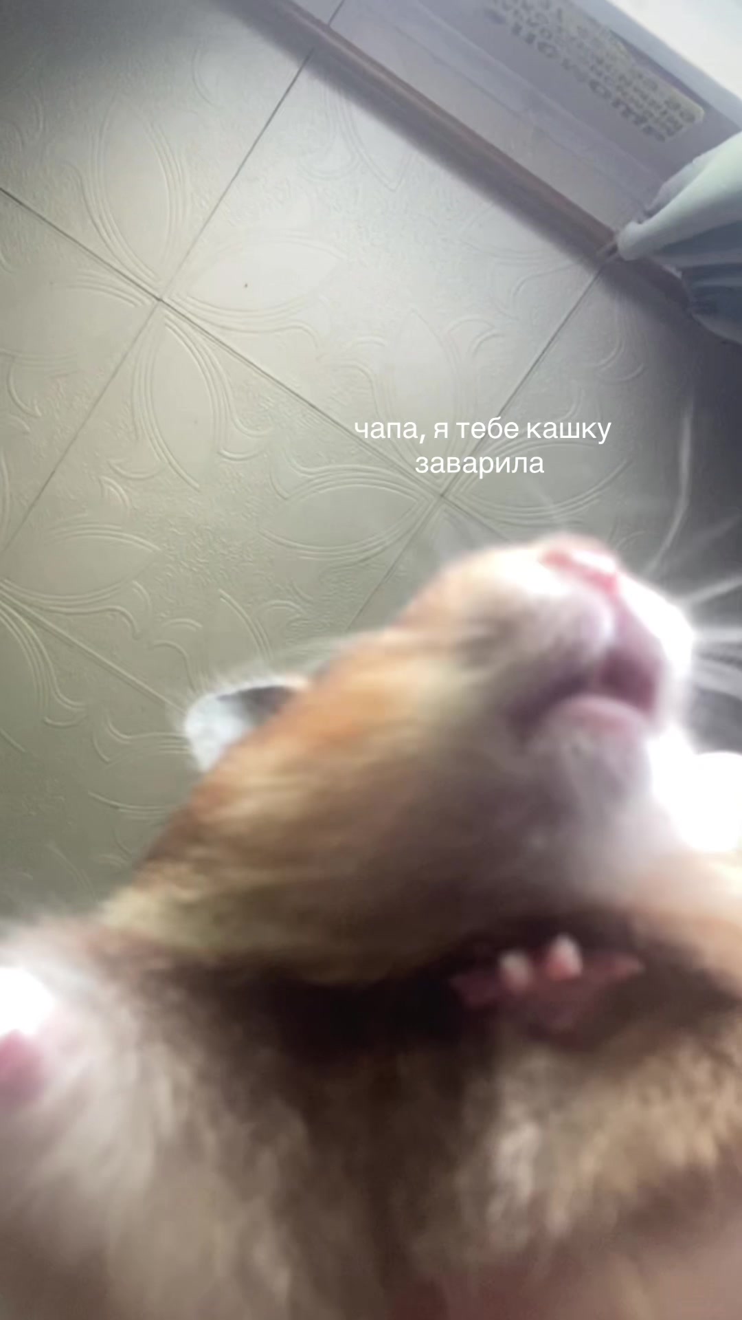 @жена Итачи и ещё 88 мужей 🎸🎚