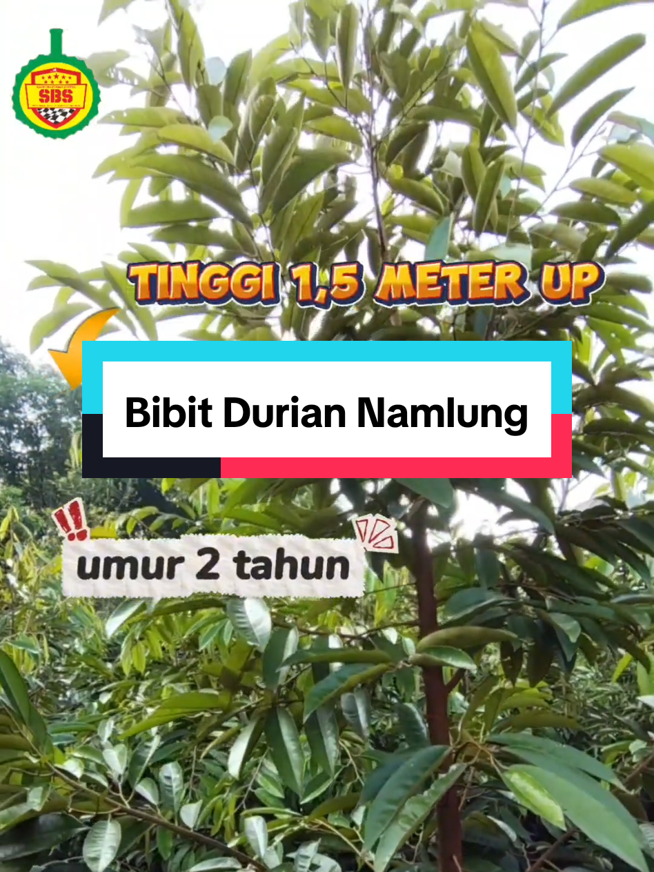 @Produksi Buah_SBS
