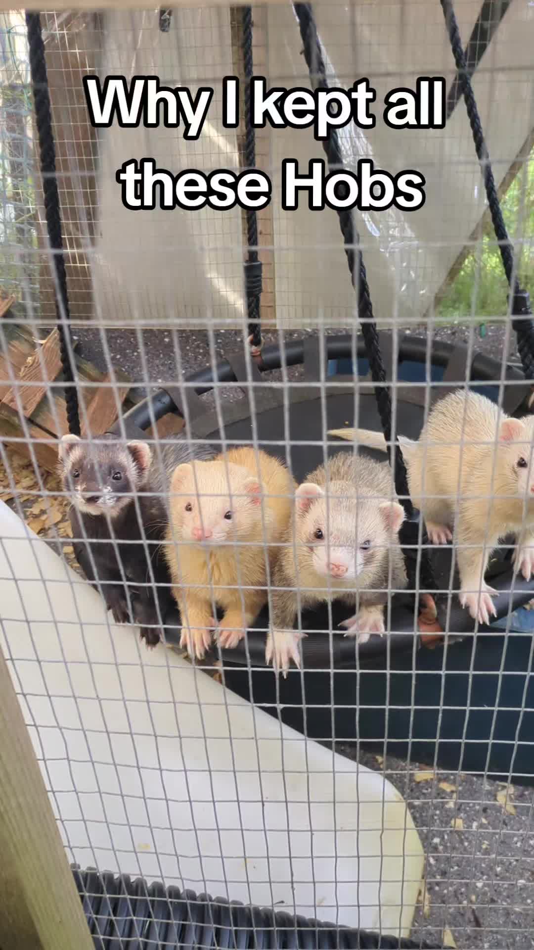 @Ocean City Ferrets
