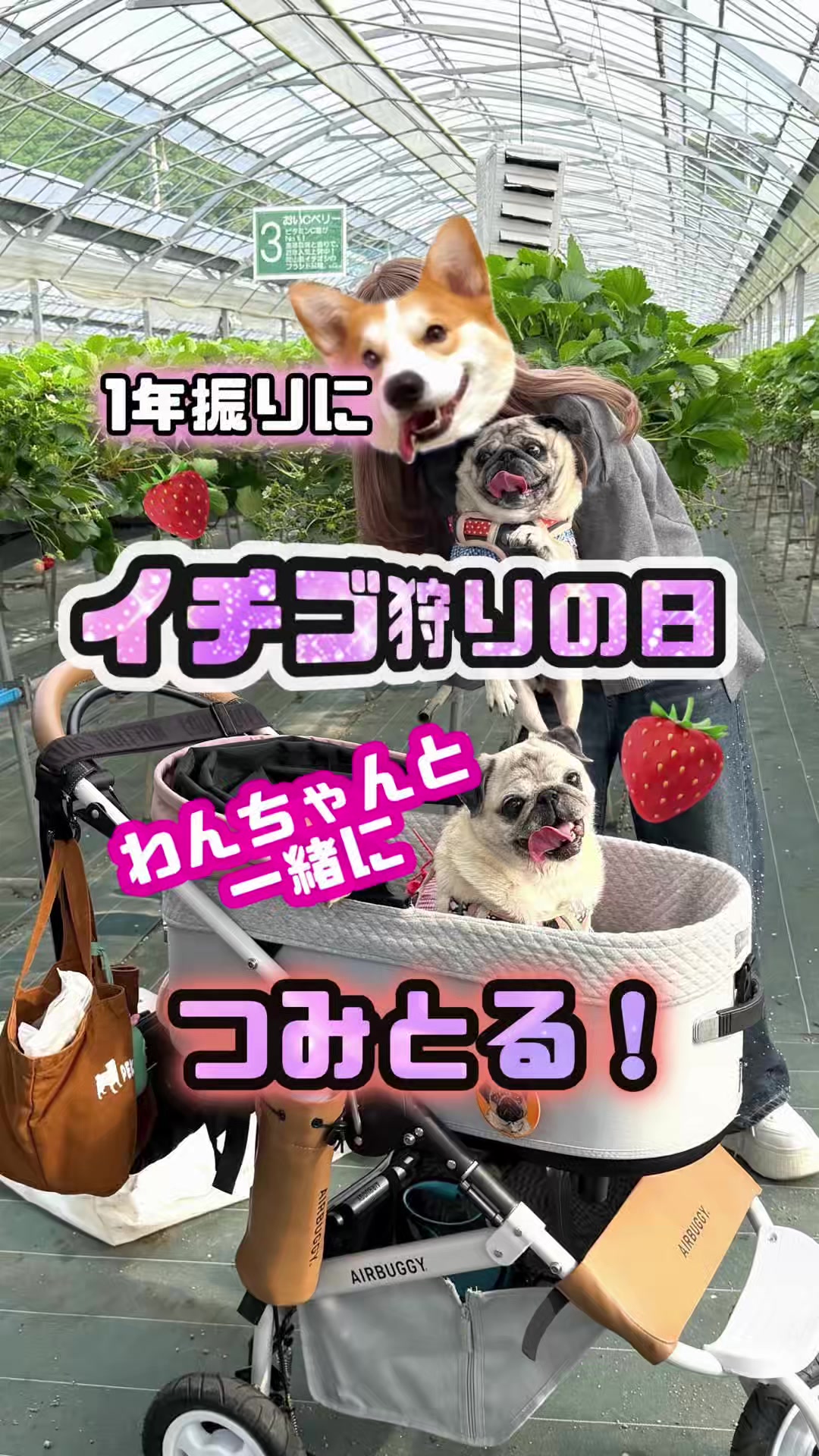 @ペコピノ🐶さっちゃん