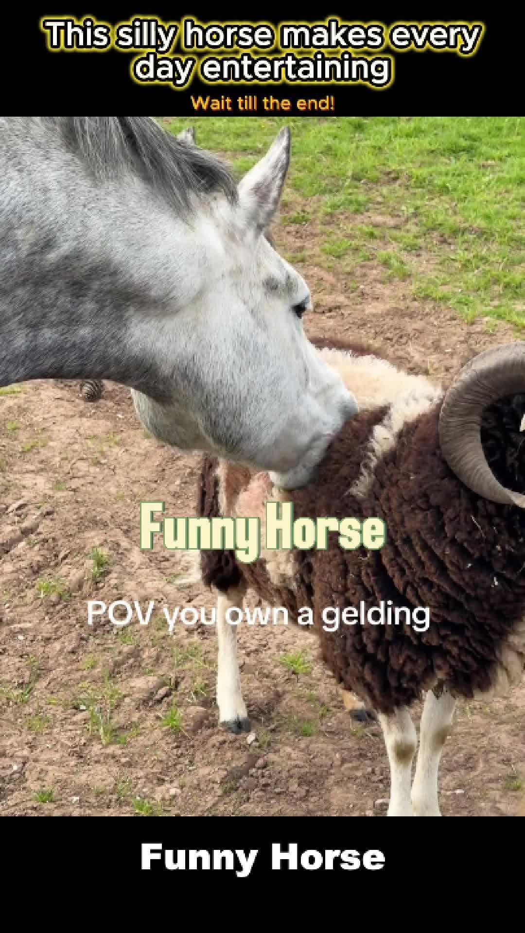 @Pet.humor5.USA