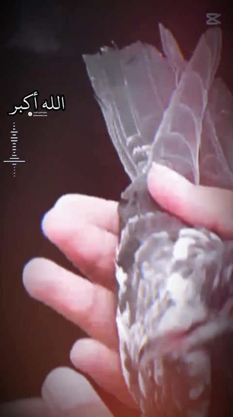 @rajahamzaking