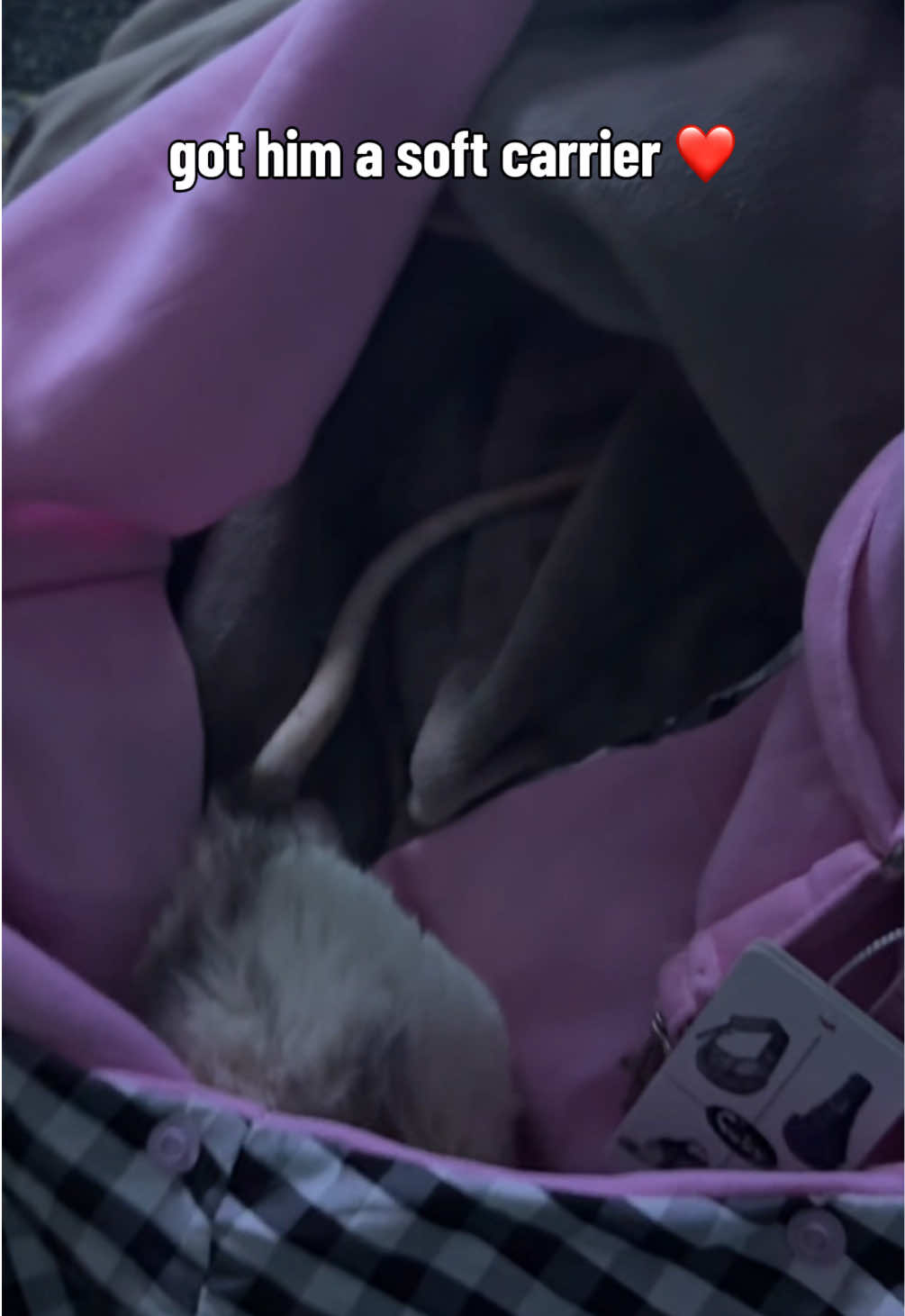 @lookatmyrodents