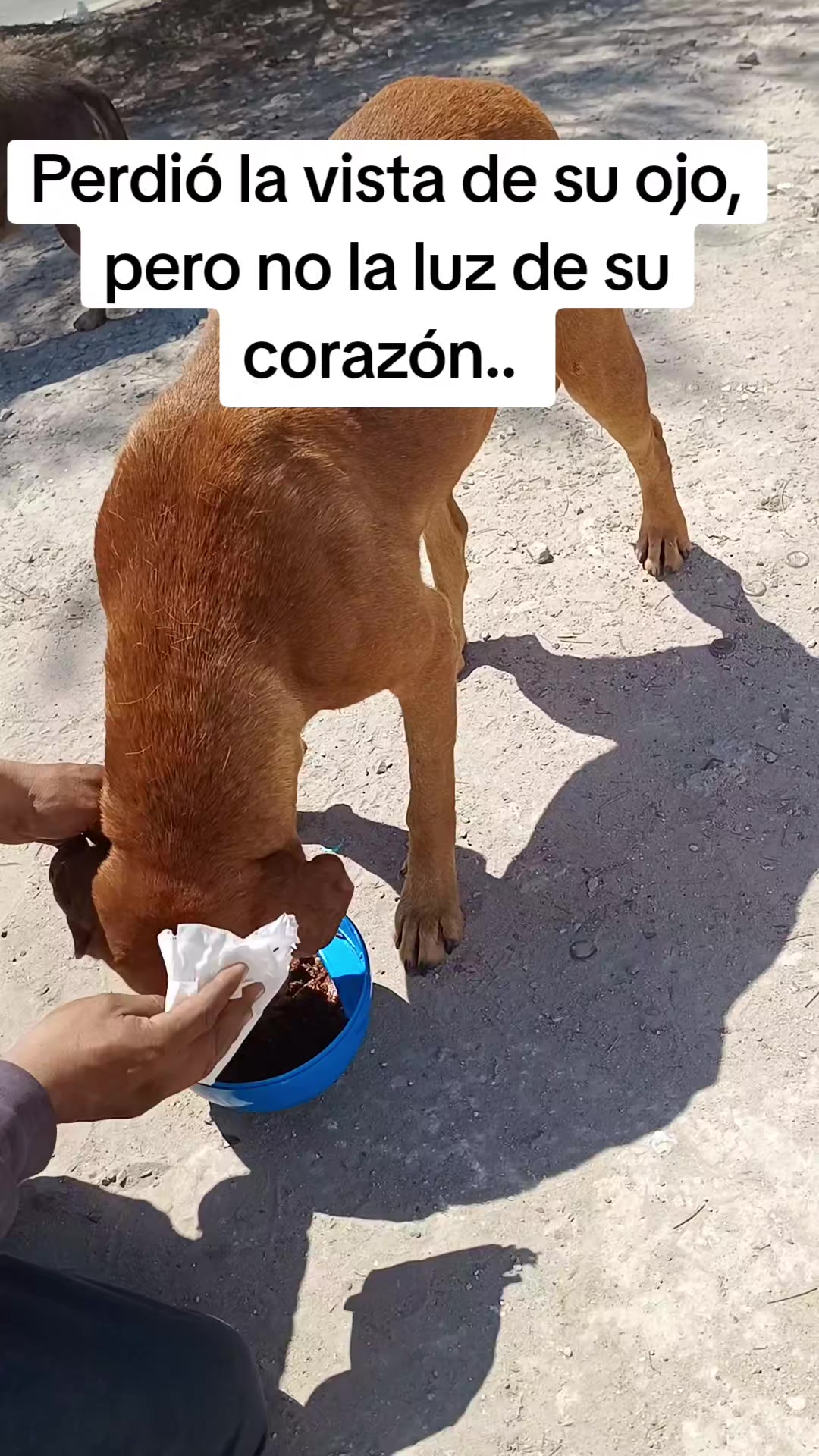 @El compita de los perros