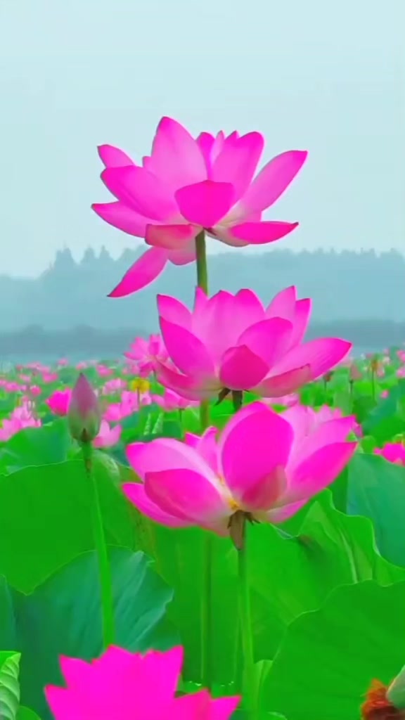 @md.mainul.11