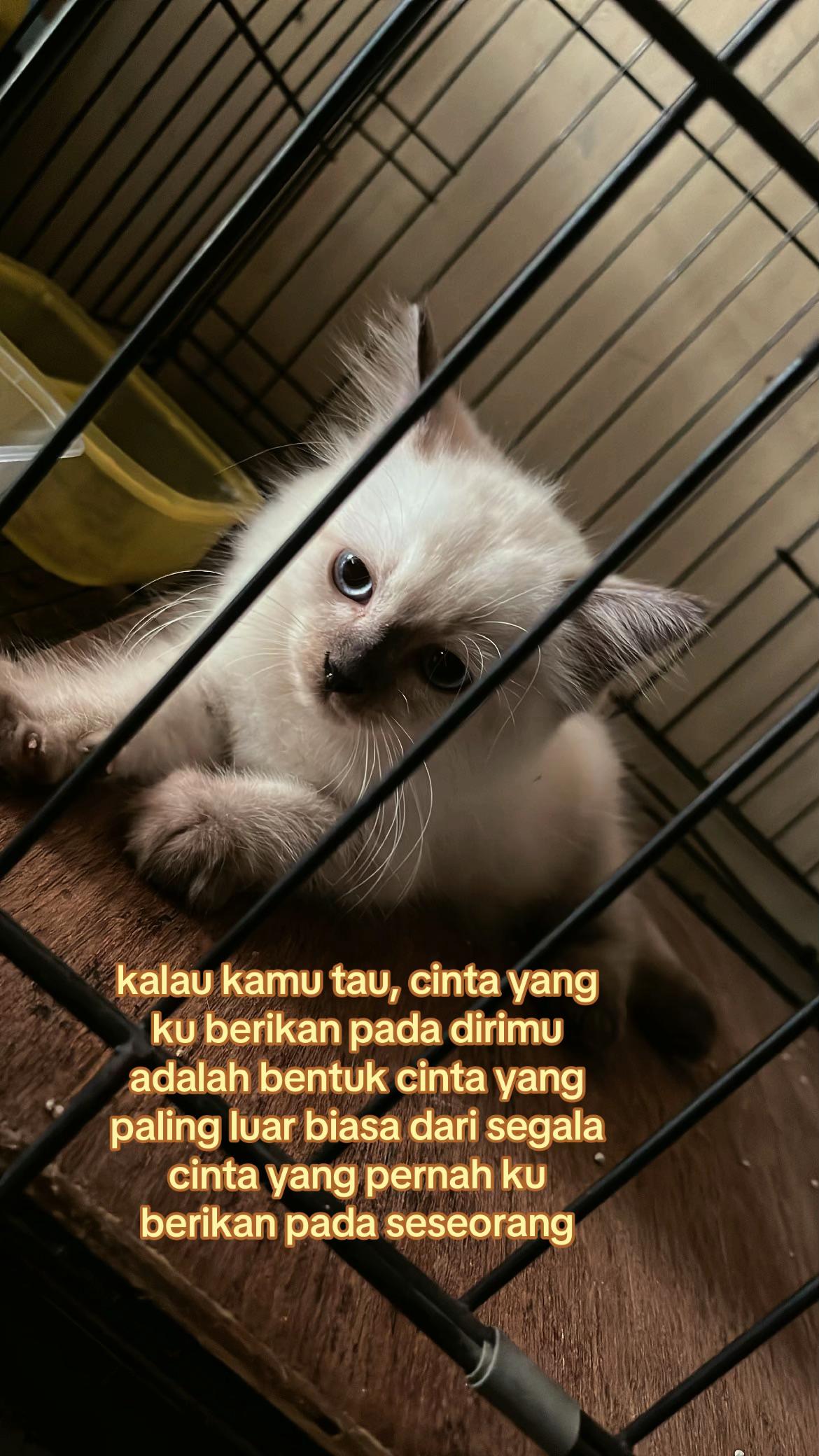 @liyyaaa