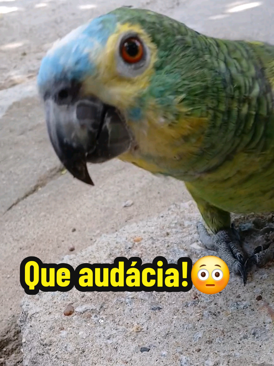 @Papagaio Chico🌽🦜