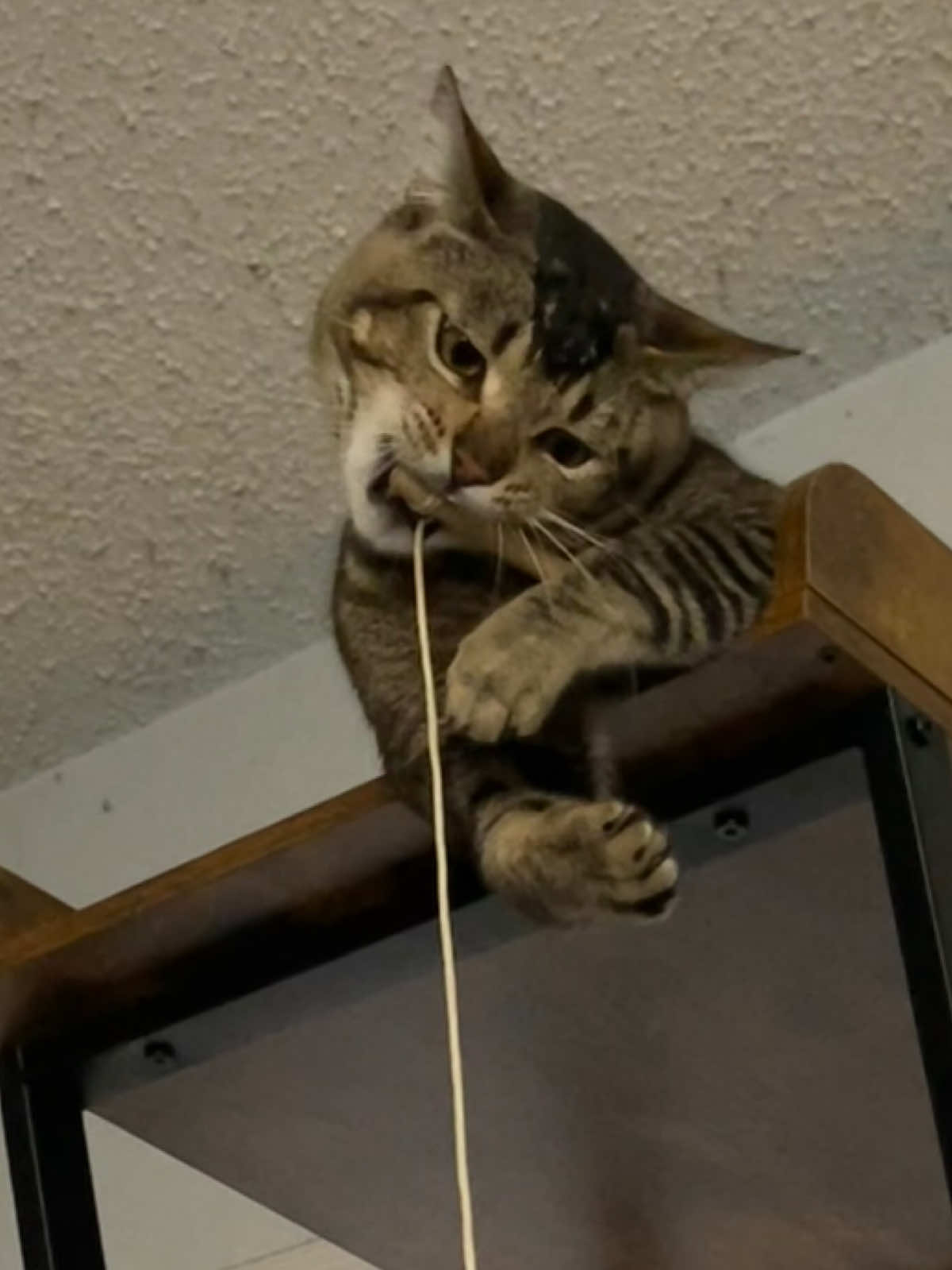 @🐾🐾🐾
