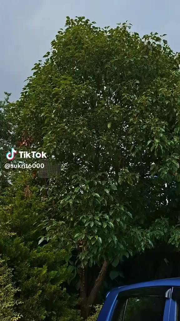 @Januka Karki