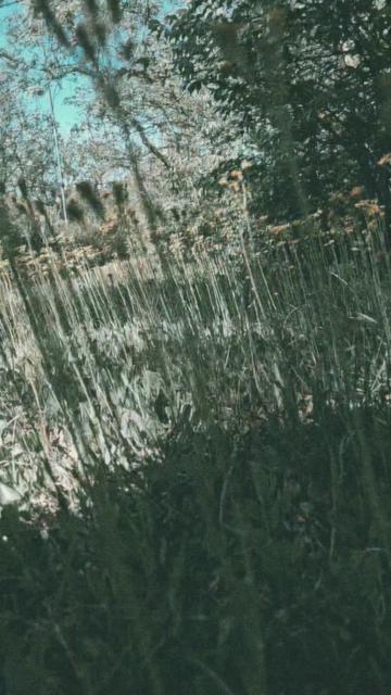 @꧁ᬊᬁ𝕱rᥱᥡᥲ 𝕽𝖔𝖘𝖊ᬊ᭄꧂
