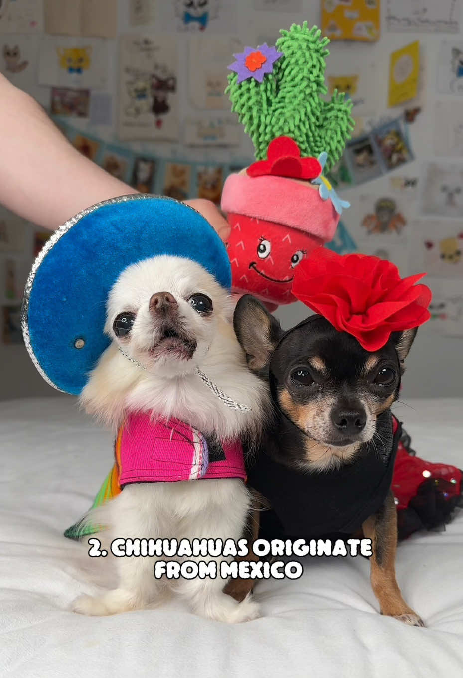 @Tiny Chihuahua Cedric & Maya