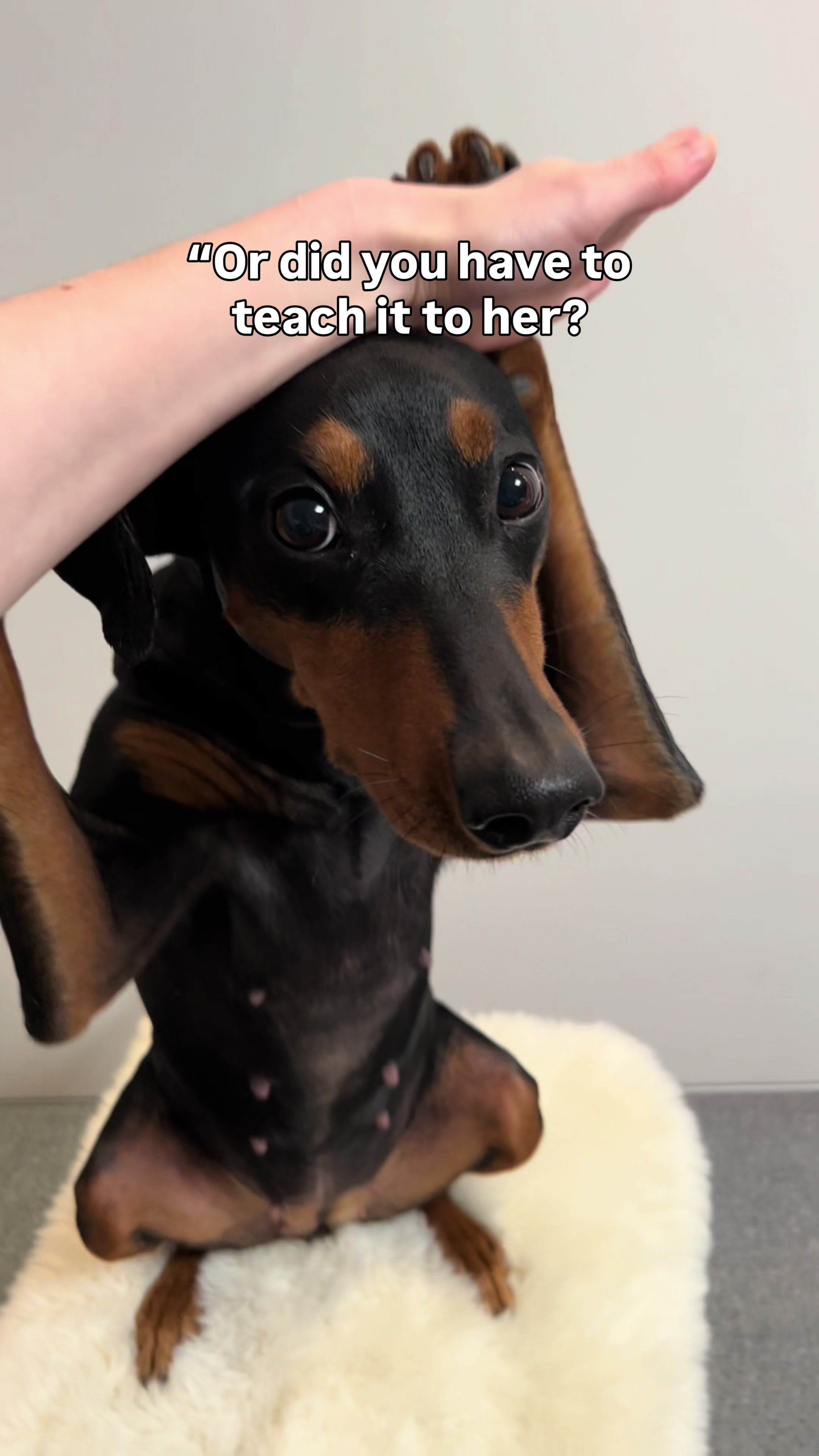 @AlvaTheHotDog