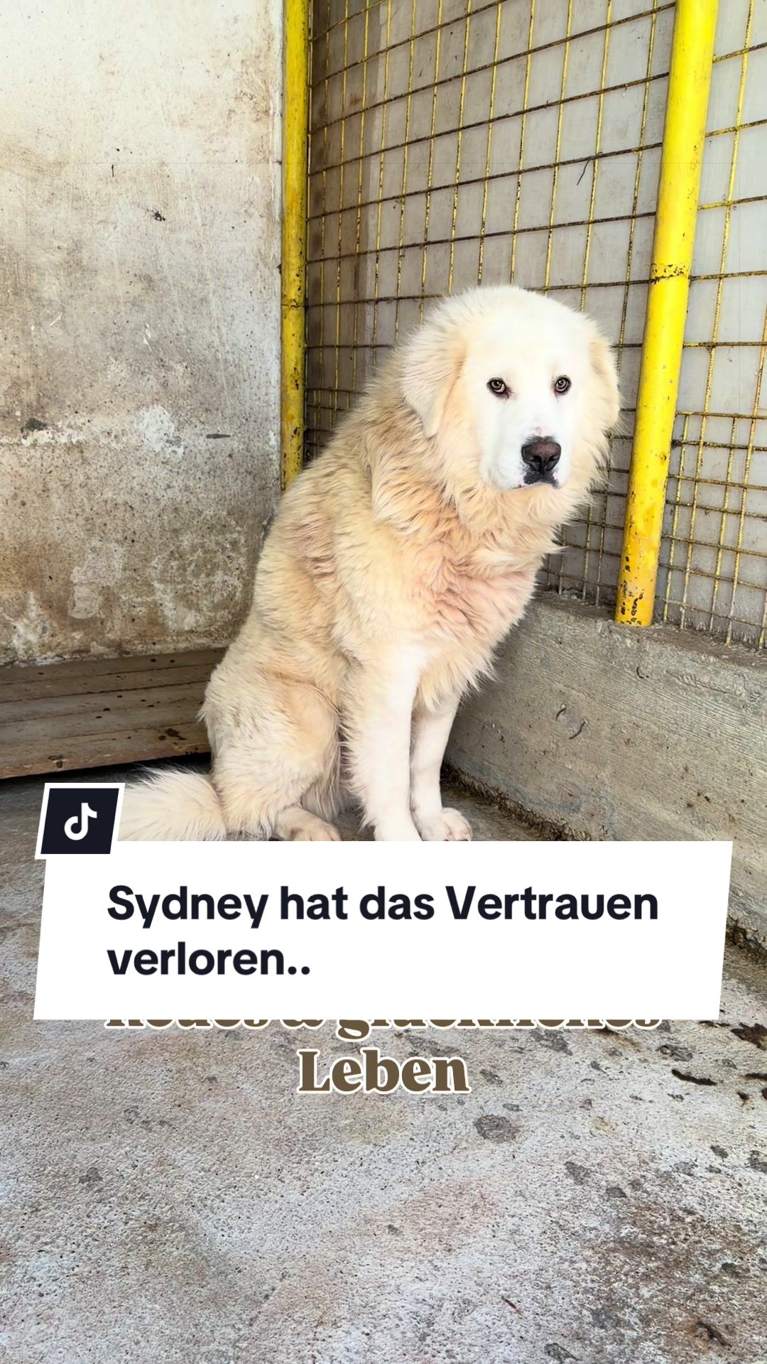 @Ein Herz f&uuml;r Streuner e.V.