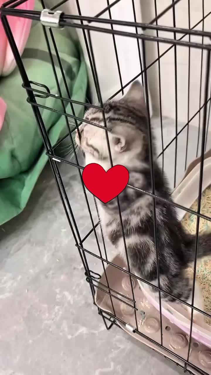 @CutekittenClub