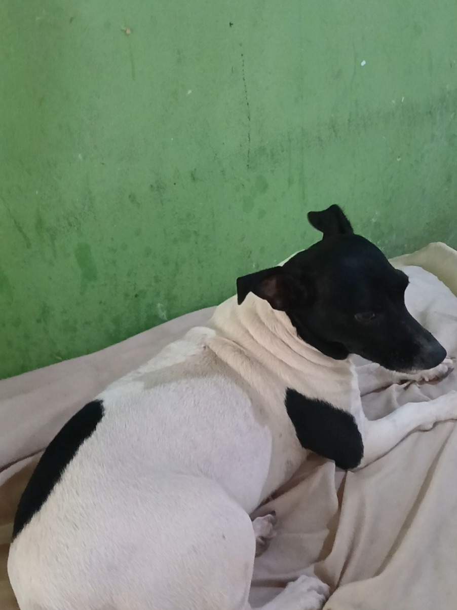 @Nubia Oficial