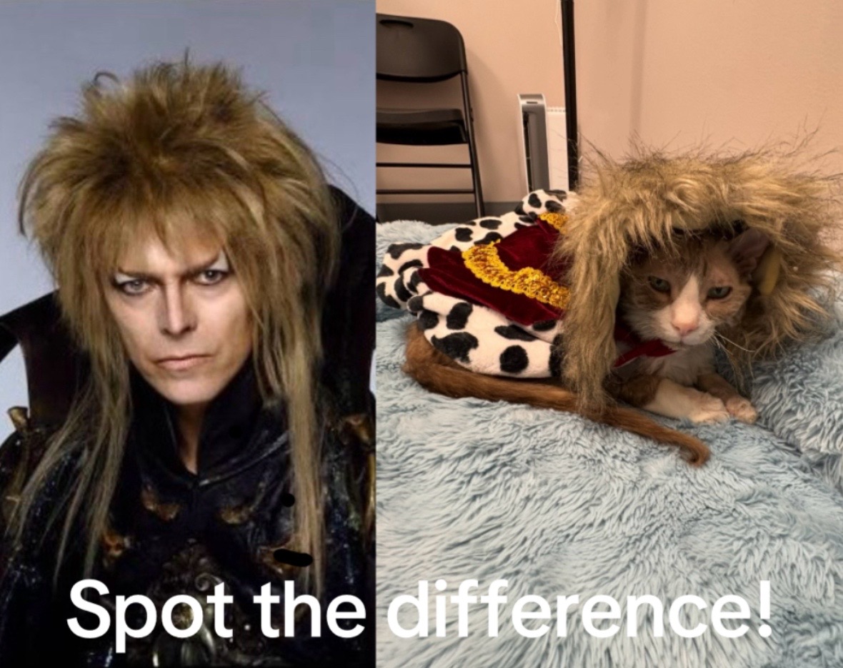 @The Fur Seasons Feline Rescue