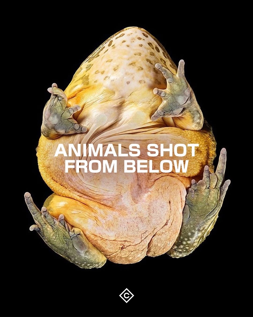 @Contemporary 100