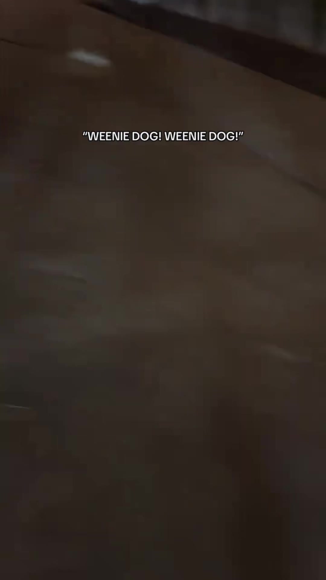 @FunnyAnimals