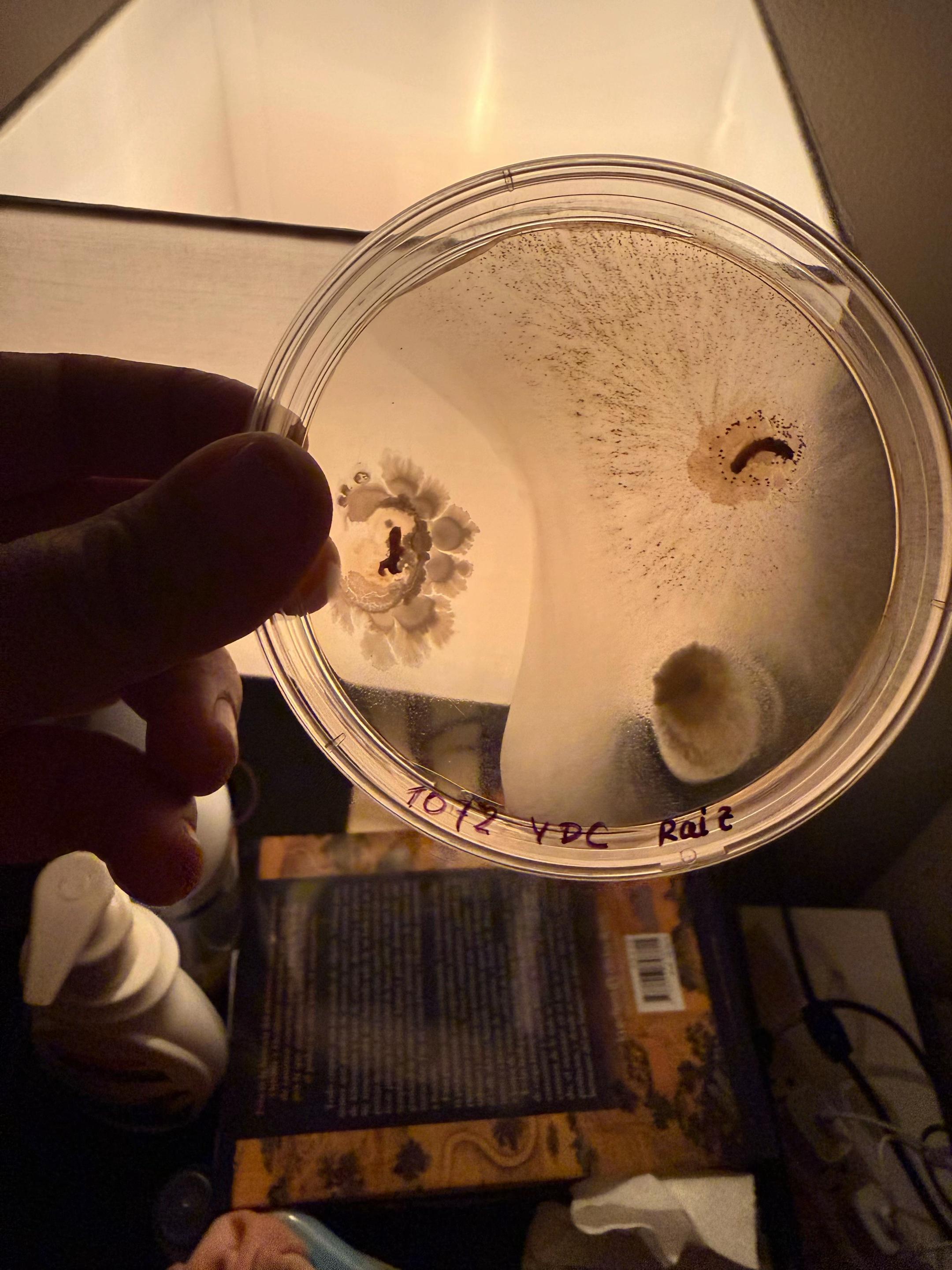 @microbiolabec