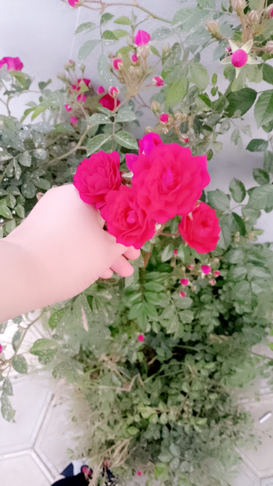 @Ax Taman