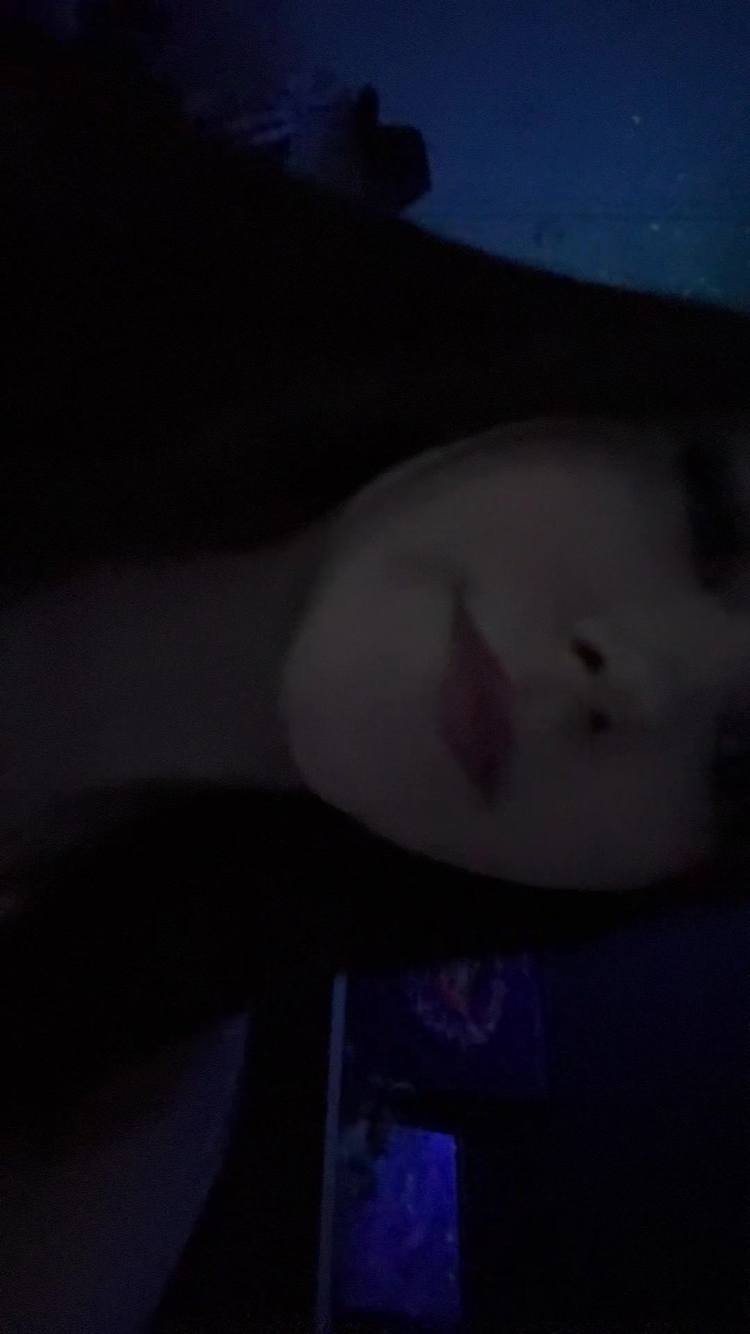 @𝒮𝒸𝒶𝓇𝓁𝑒𝓉𝓉🕸️