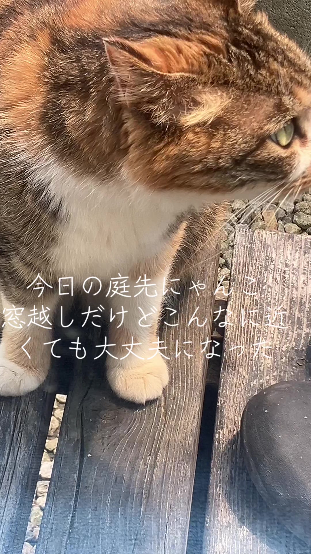 @にゃん⭐︎にゃんZ