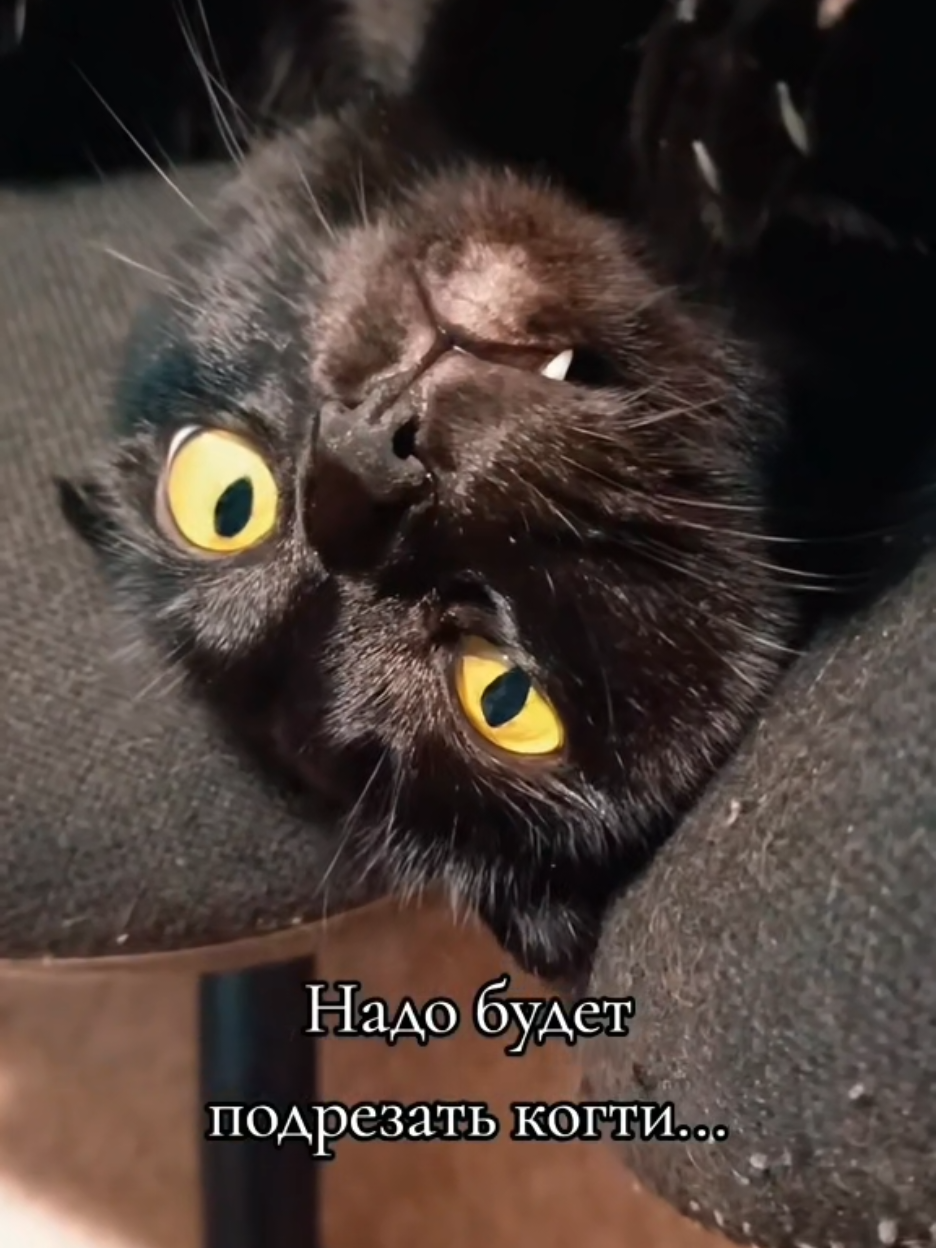 @ИрА😹Эля🐾🐾 ✔