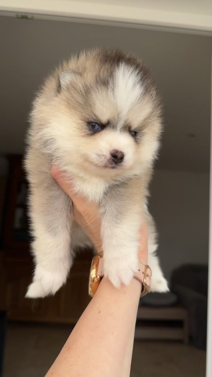 @MCO & POMSKY