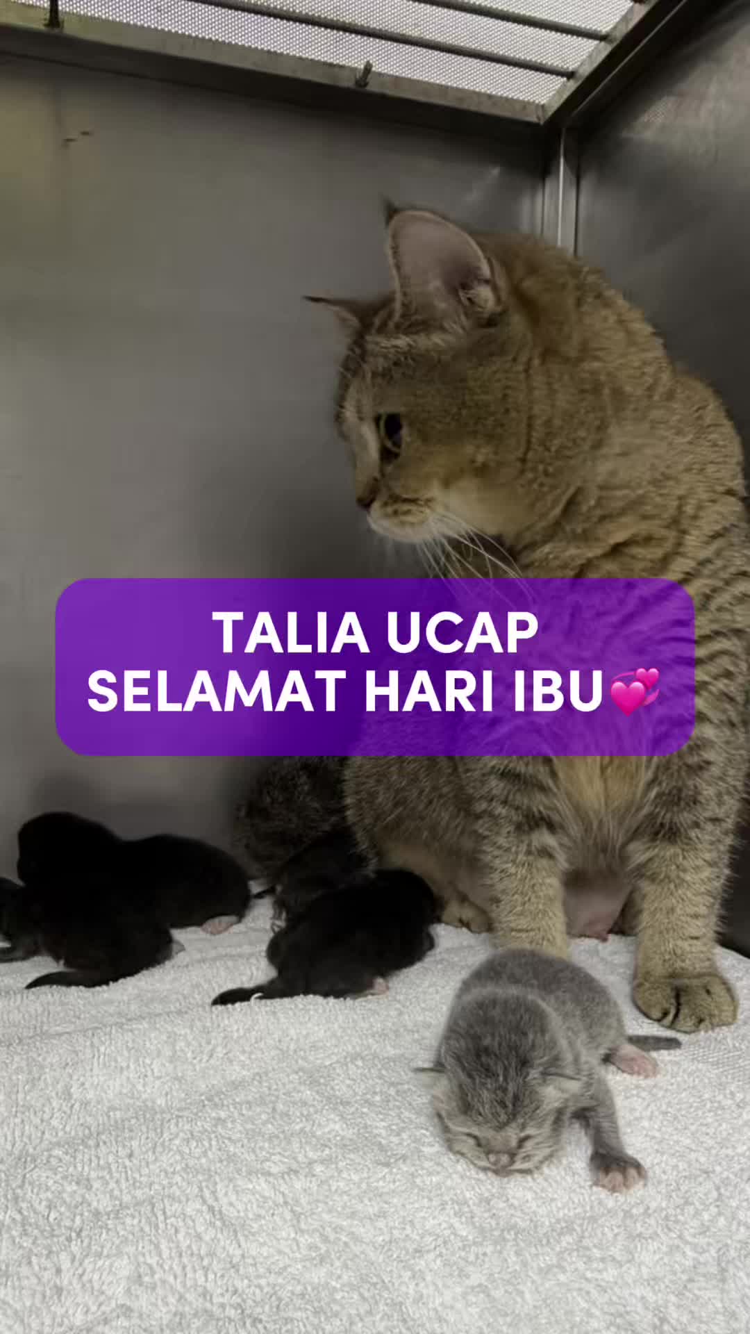 @Tuahvet