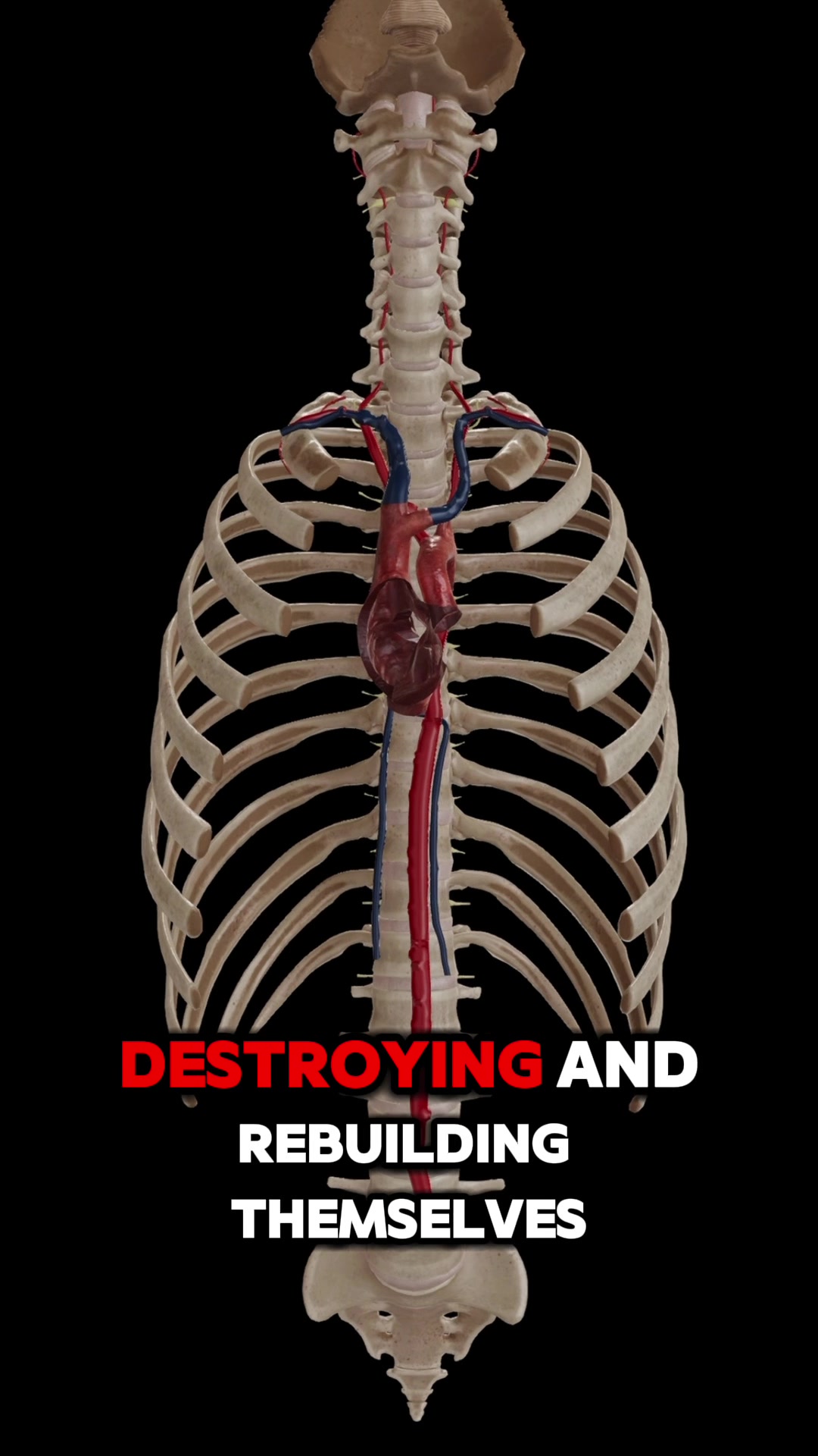 @Human Facts