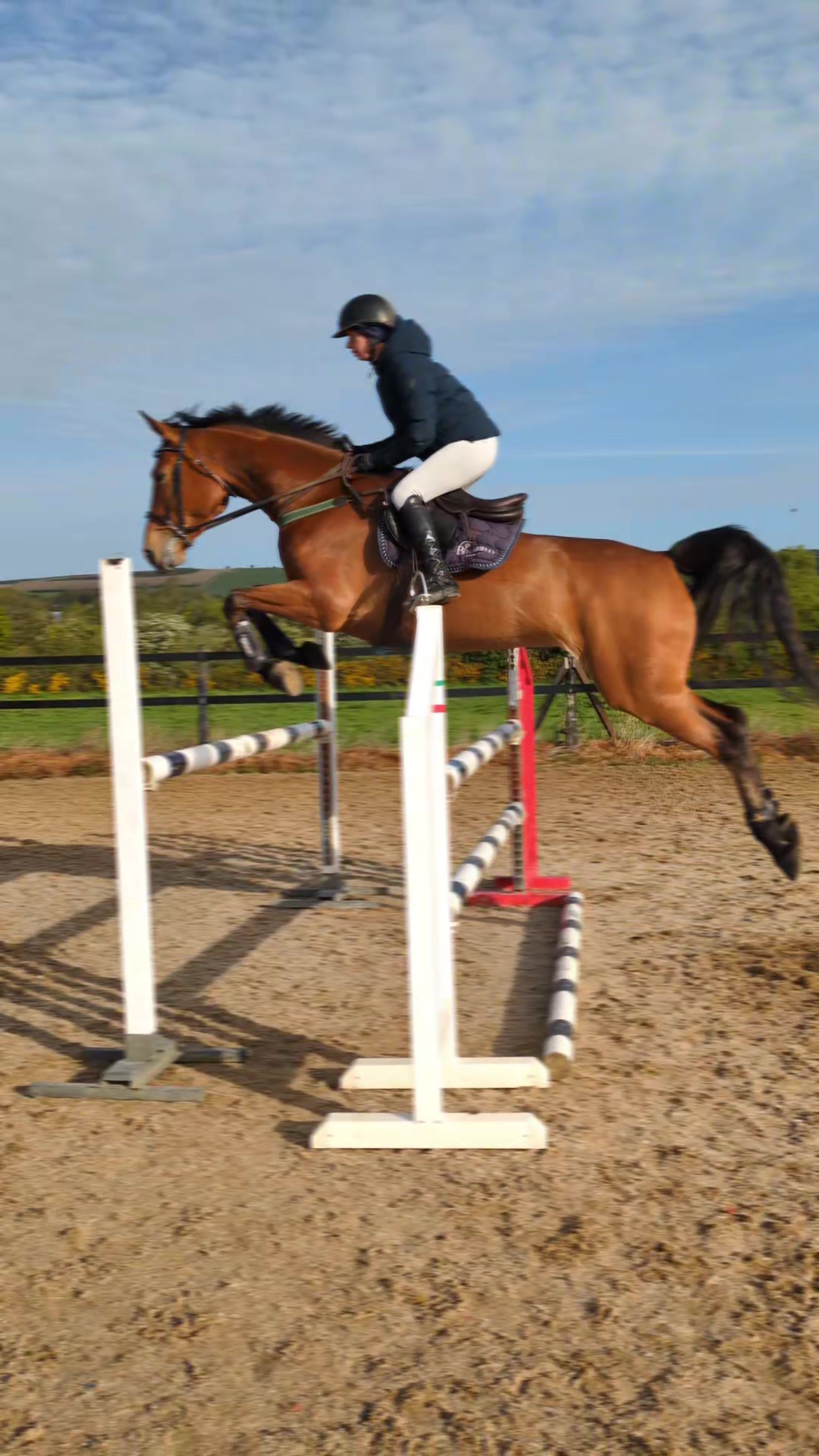 @irishsporthorses