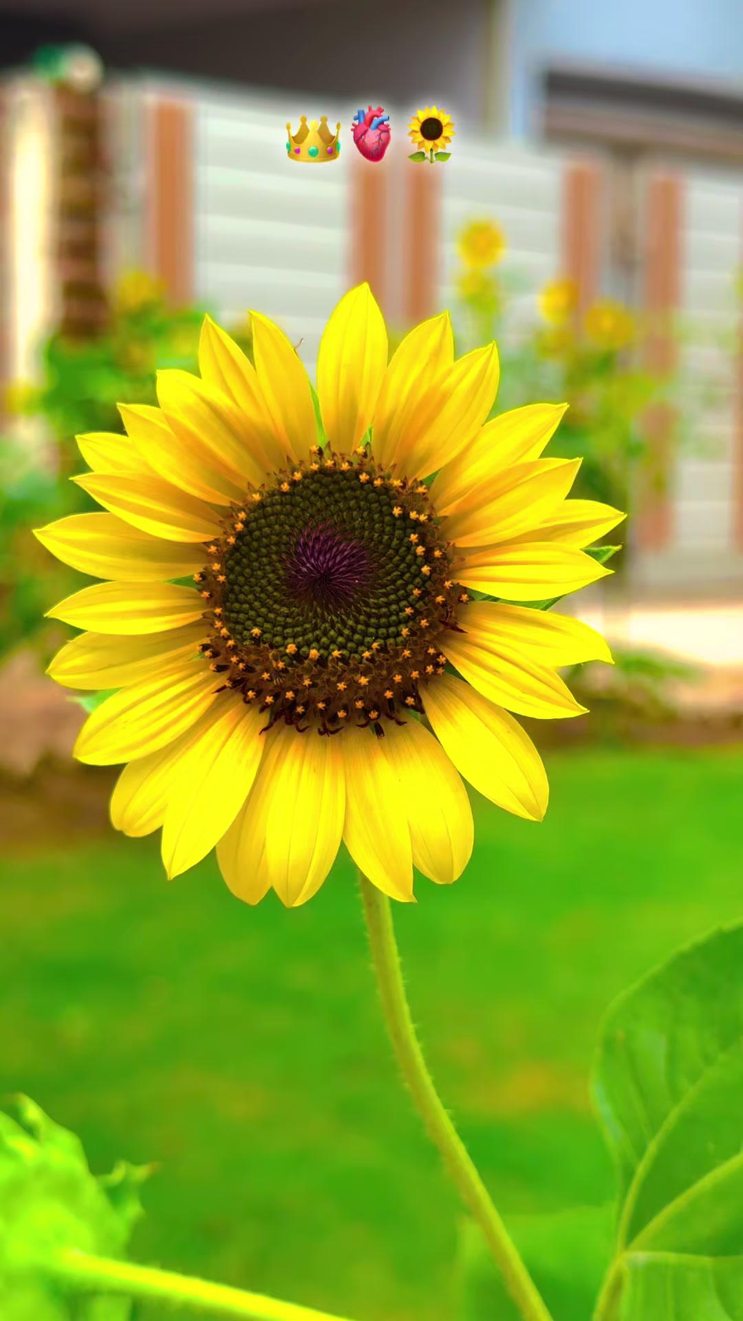 @پنجابی کلچر 🌾🍂
