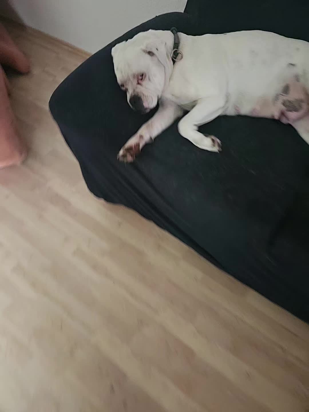 @💞Bollerschwein Mami💞