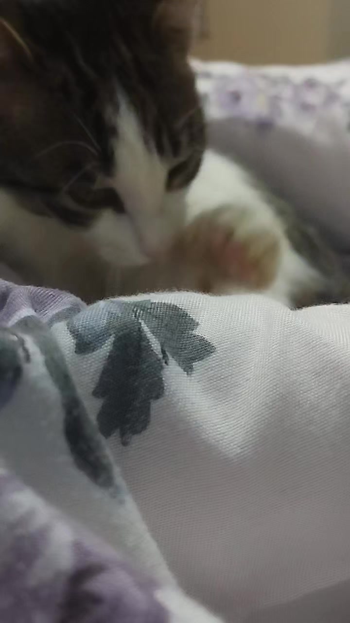 @🐾