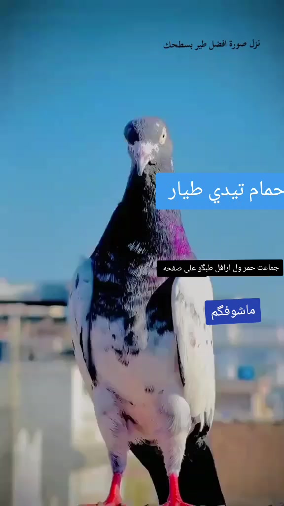 @&Atilde;ƁỖ  &Atilde;łĮ  (✷‿◉)