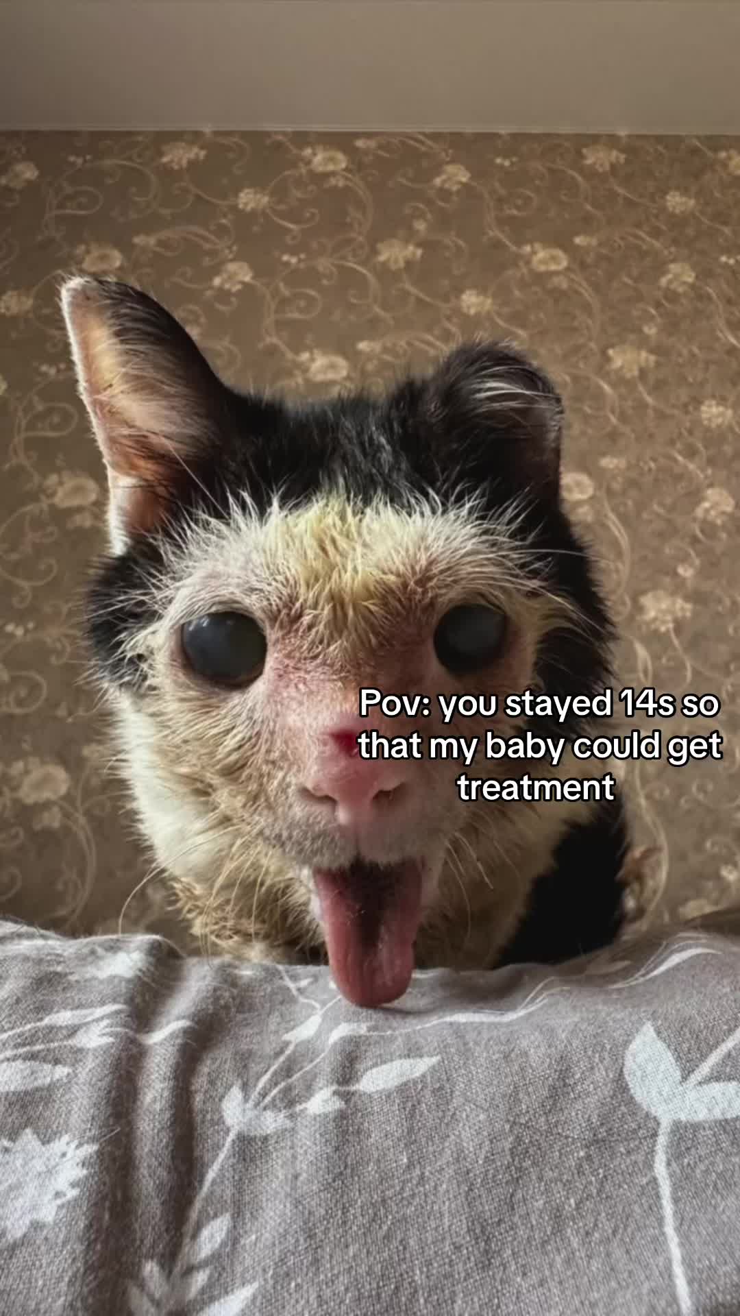 @wemakerescues