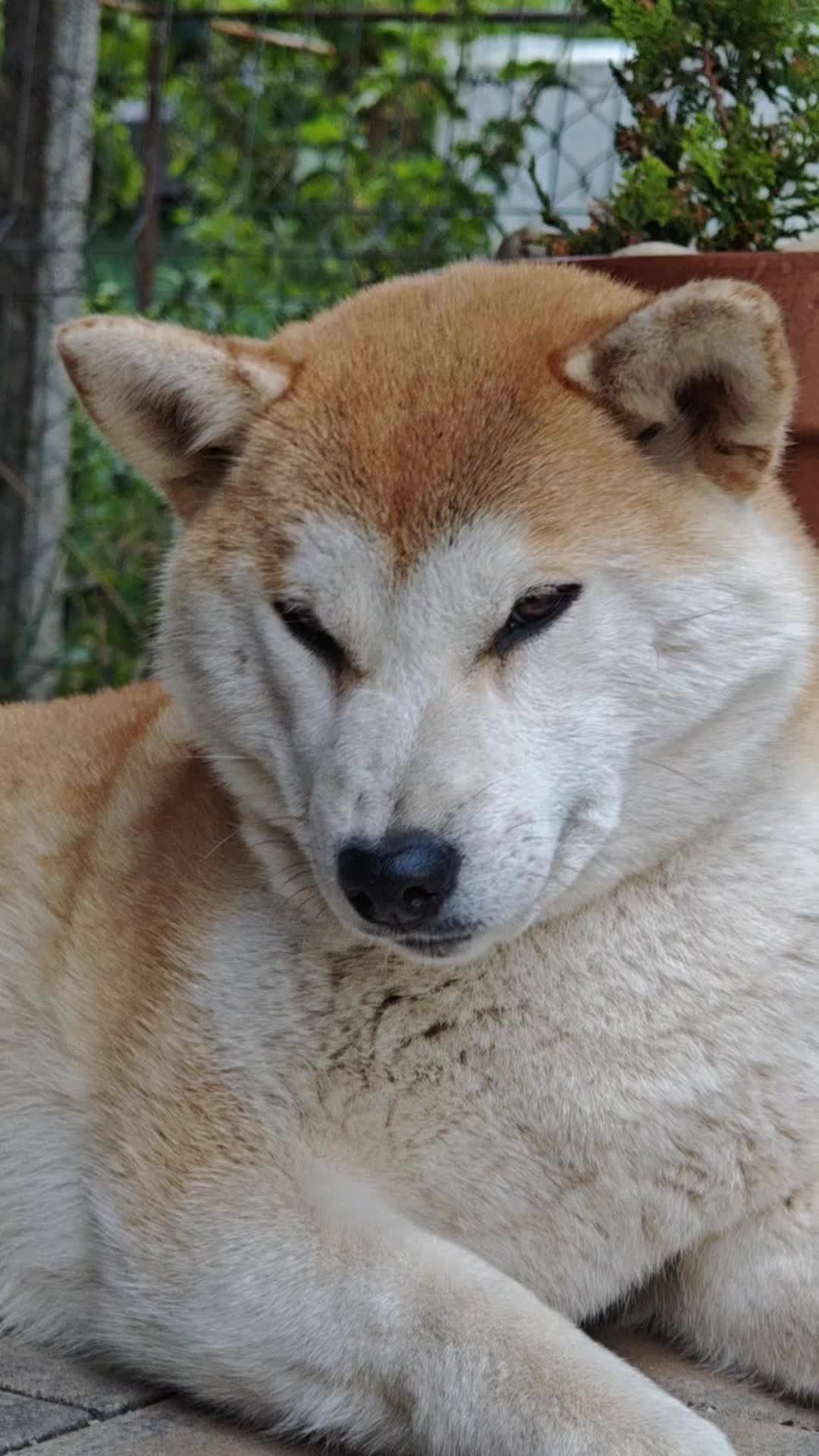 @Spirit of Asia Kennel