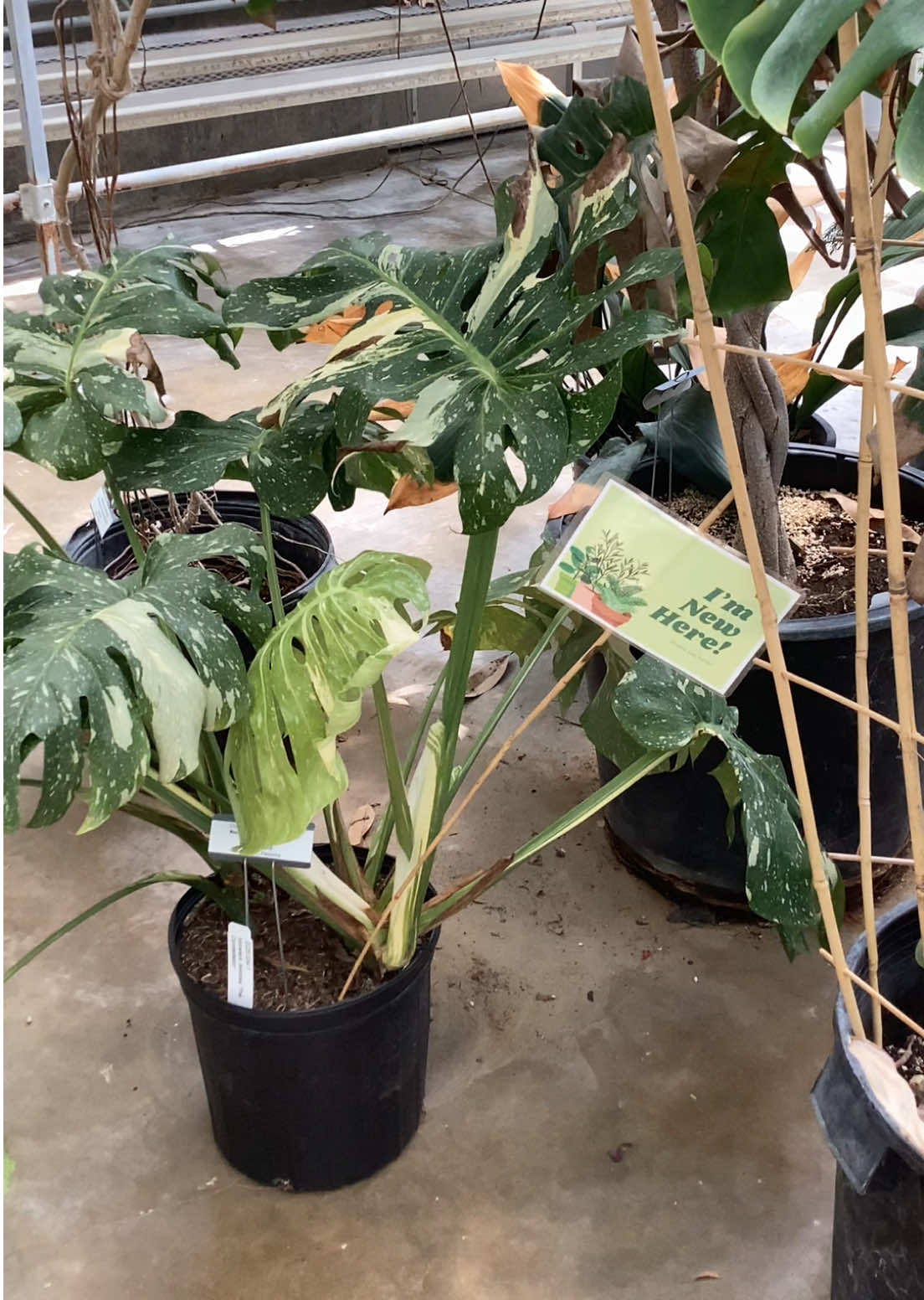 @bsu greenhouse