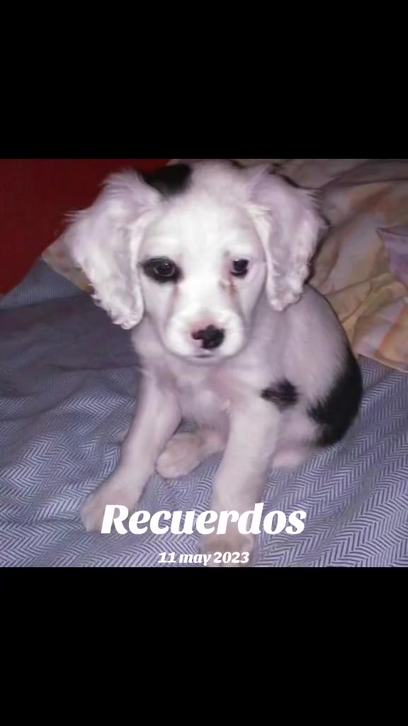 @luiselpollo95