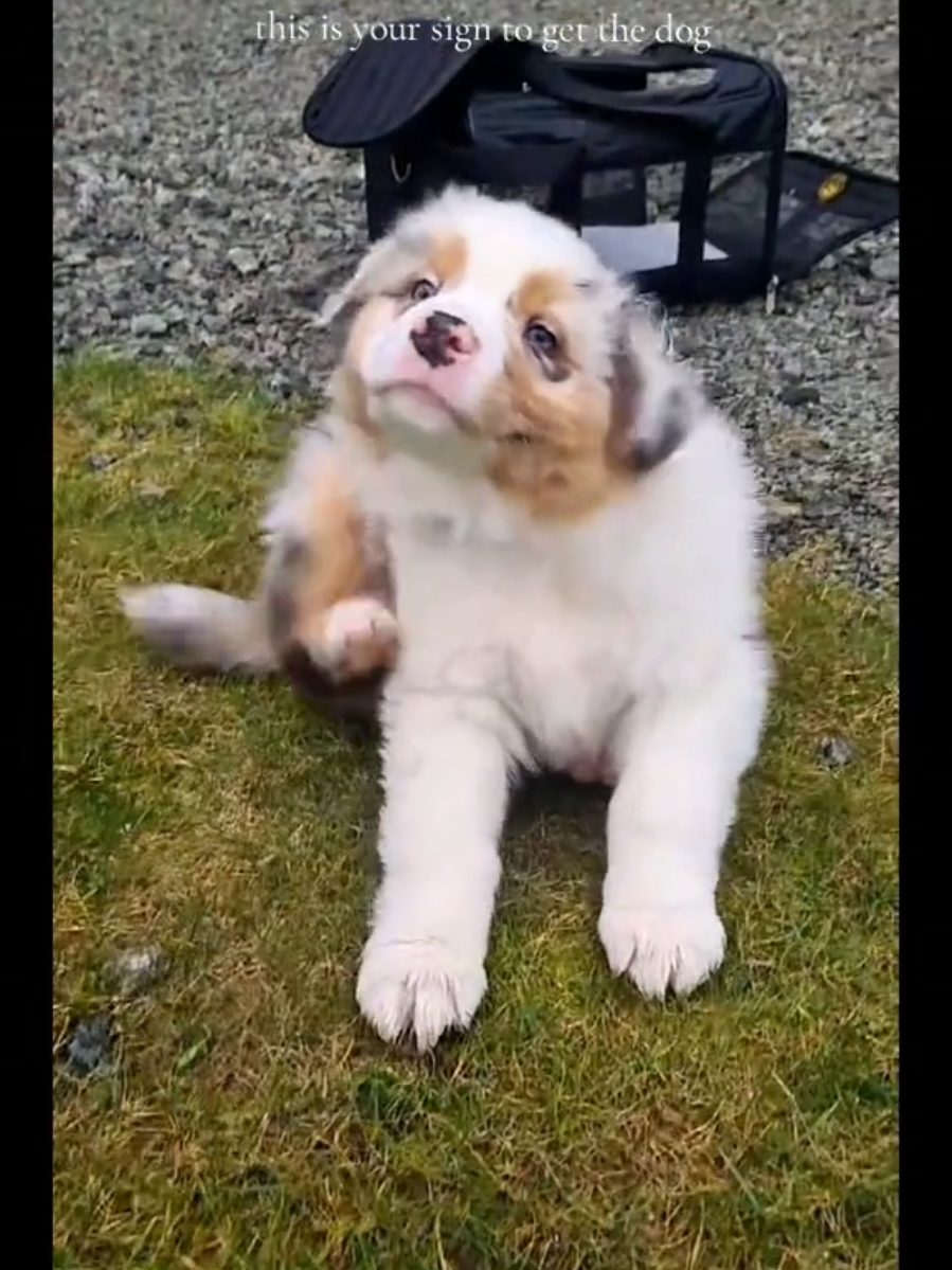 @mr.montytheaussie