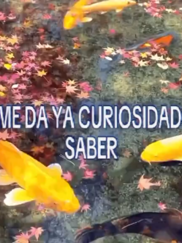 @˚˖𓍢ִ໋❀