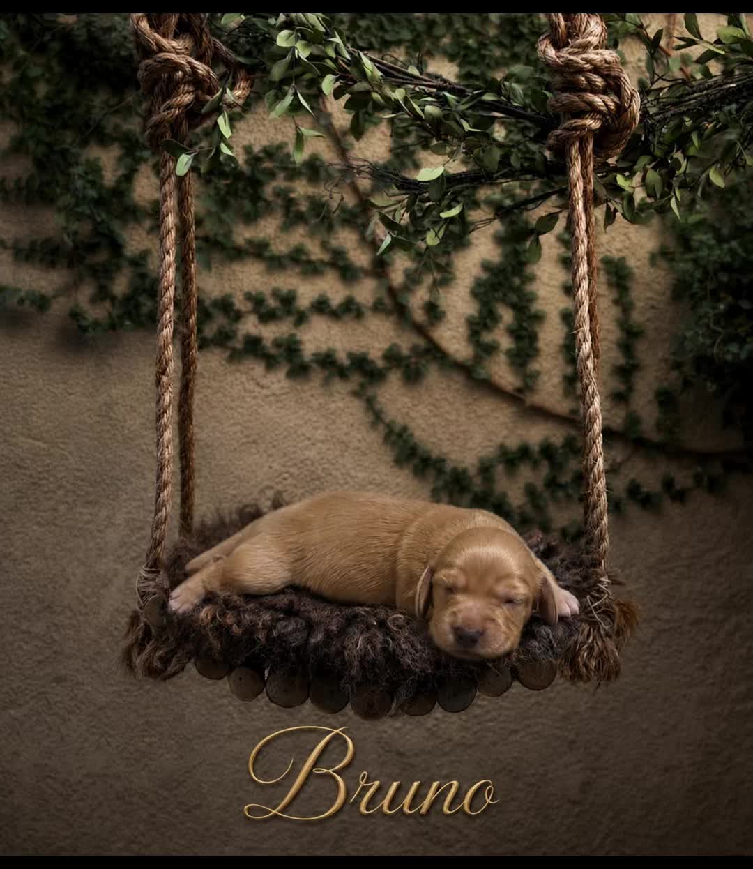 @Charisma Dachshunds