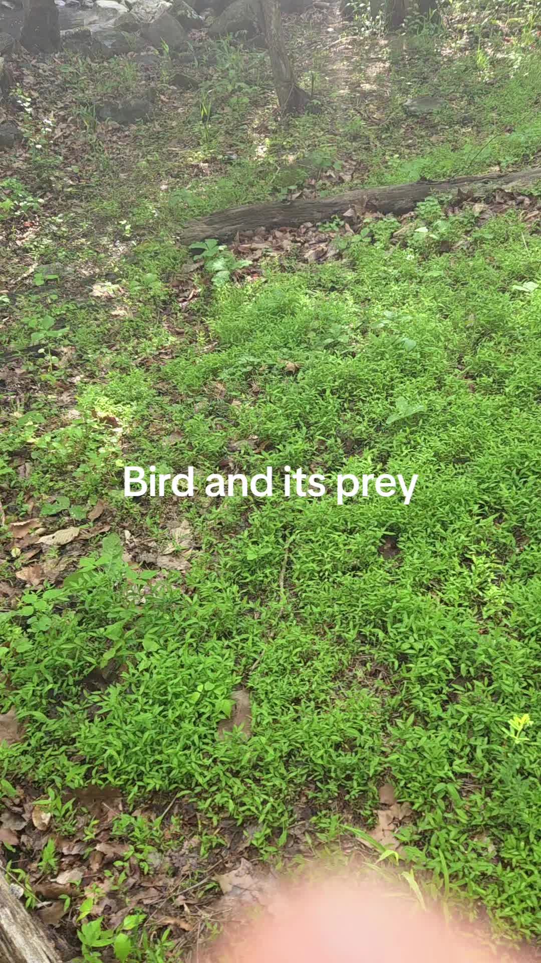 @Sherryann