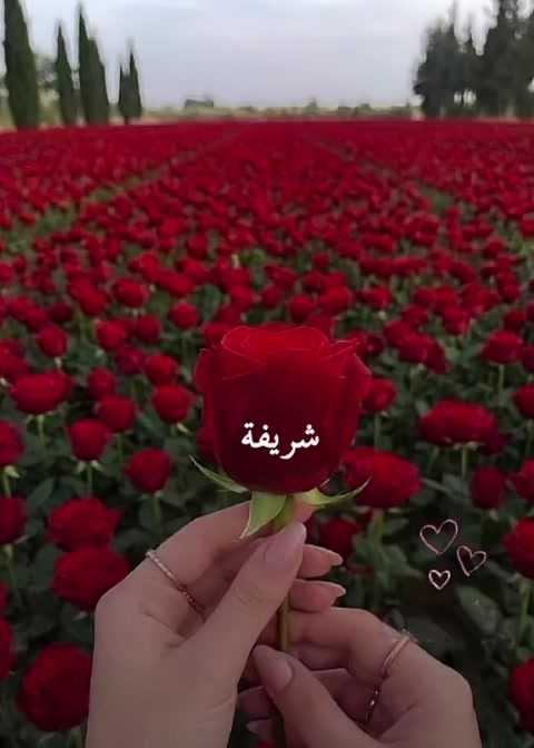 @liowx_