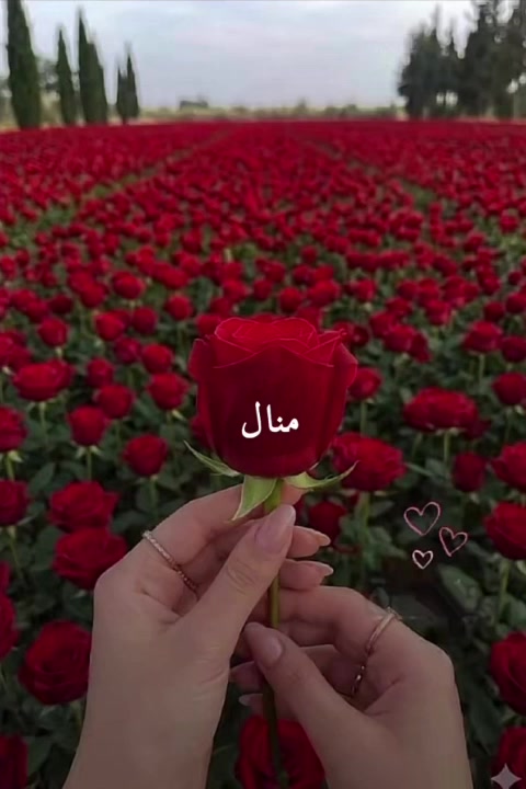 @liowx_